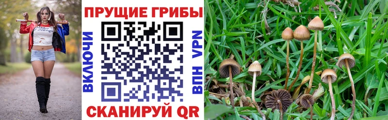 что такое наркотик  Александровское  Галлюциногенные грибы прущие грибы 